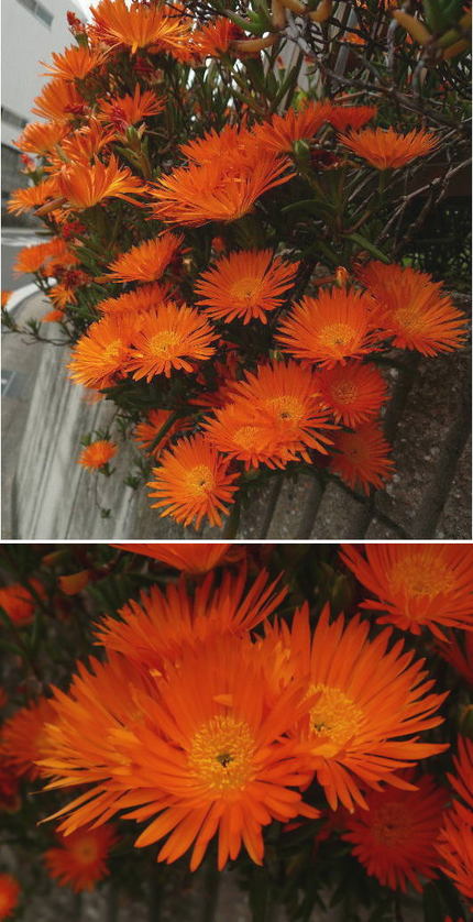 マツバギクの派手な花
