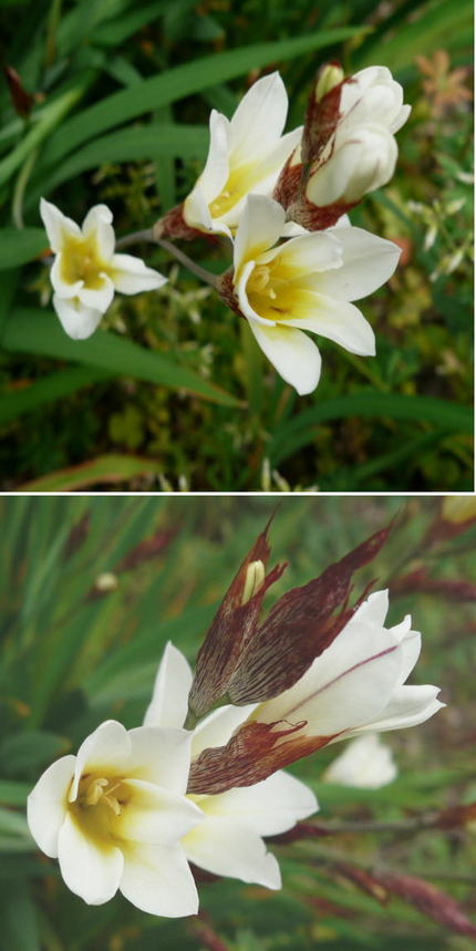 トリトニアの花