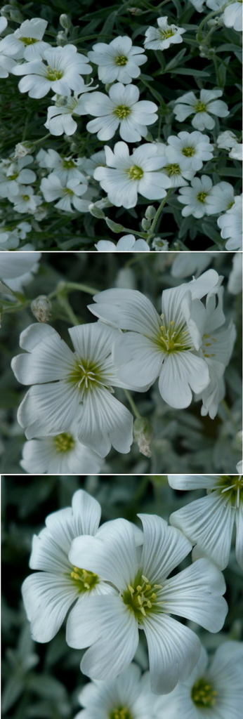 不明の花「セラスチューム」でし...