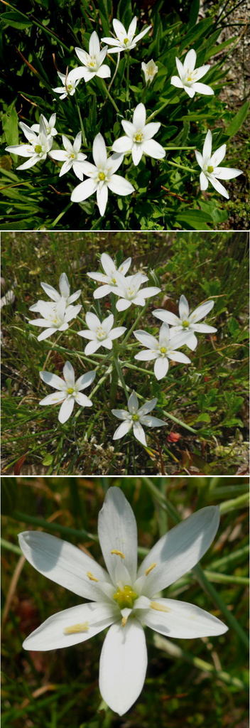 不明の花「オオアマナ」でした