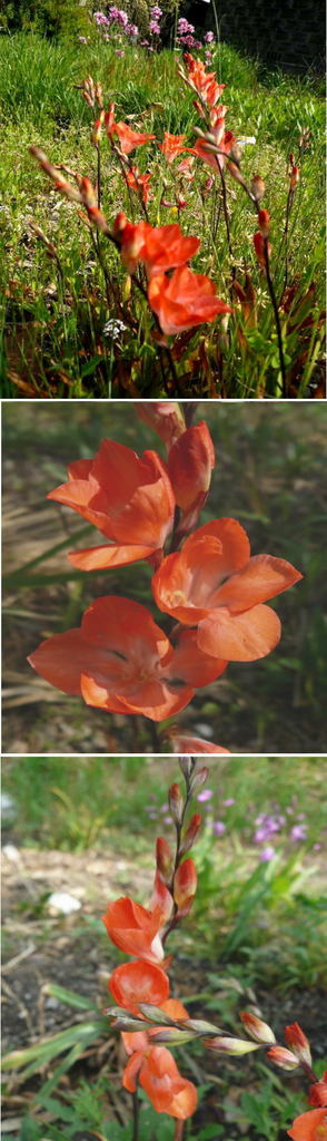 不明の花「トリトニア」でした