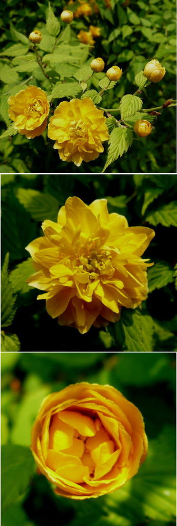 ヤエヤマブキの花