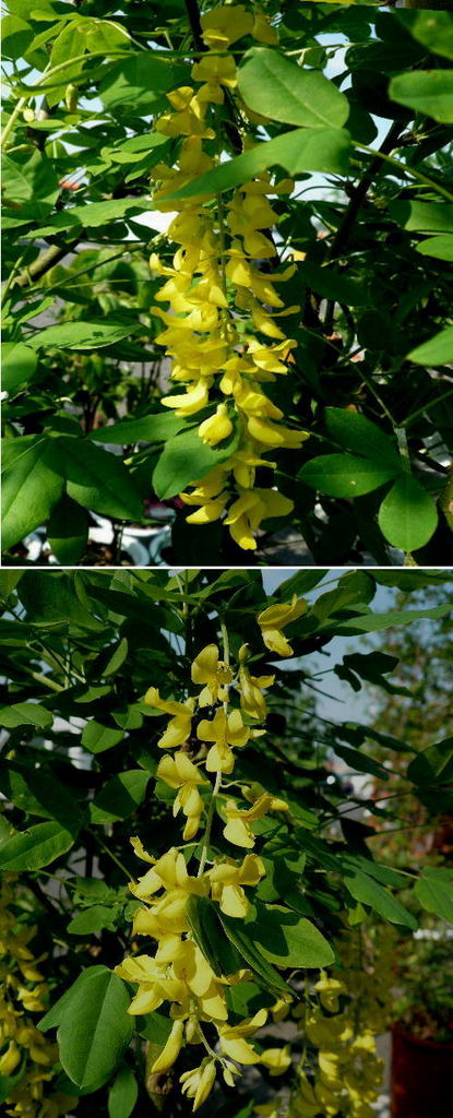キングサリの黄色い花