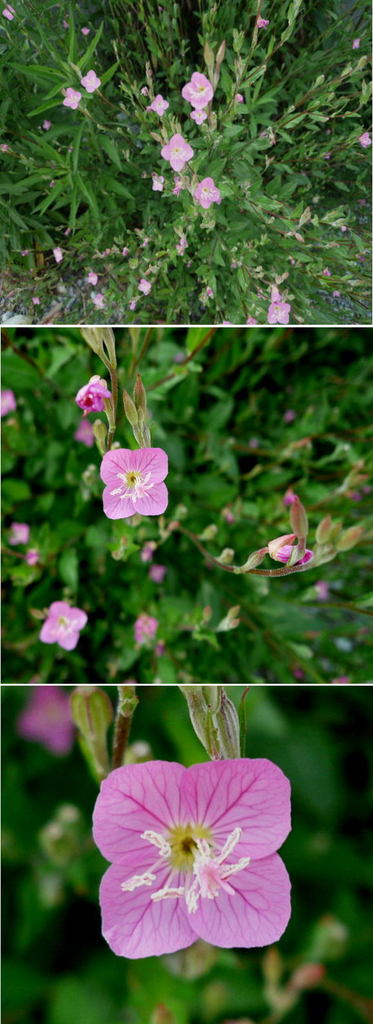不明の花「赤花夕化粧」でした