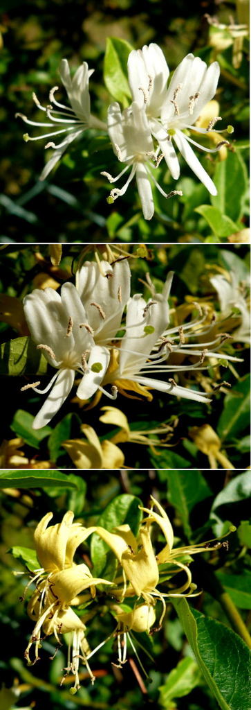 不明の花「スイカズラ」でした