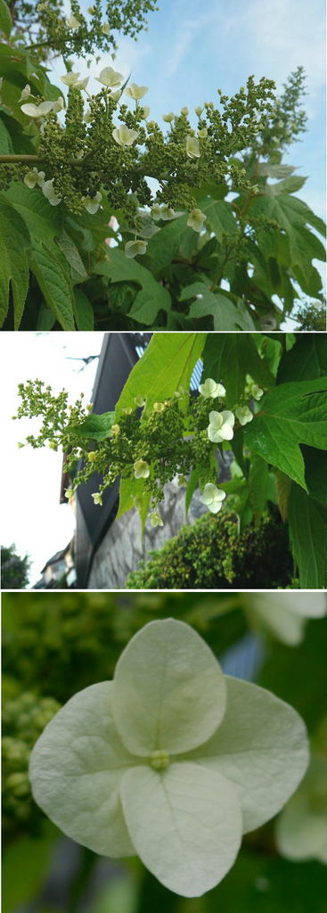 カシワバアジサイ(柏葉紫陽花)...