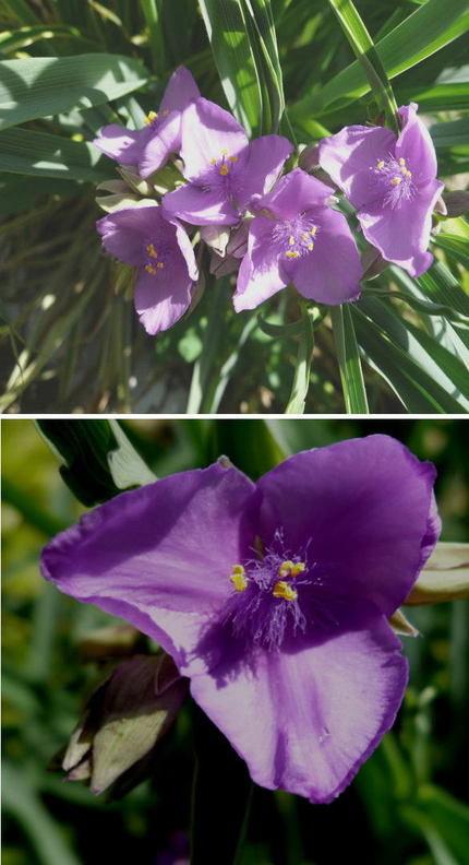 ムラサキツユクサの花