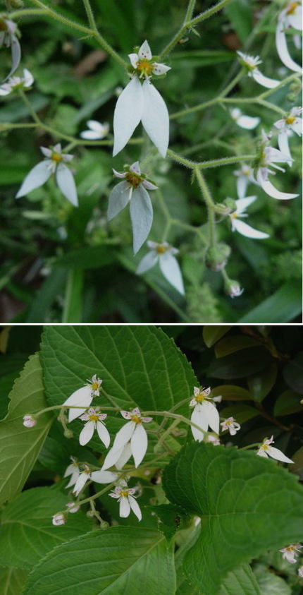 ユキノシタの可愛い花