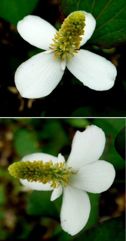 ドクダミの花