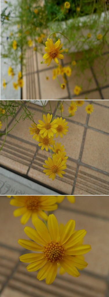 不明の花は「ダールベルグデージ...