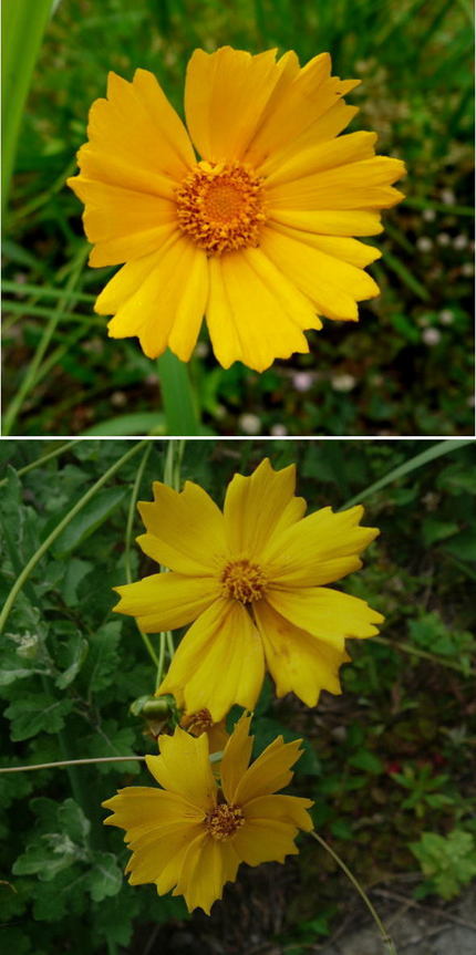 オオキンケイギクの花