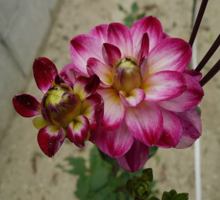 ダリアの花