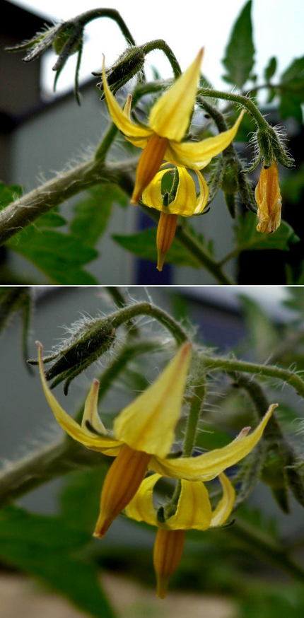 ミニトマトの小さな花