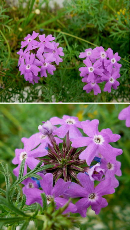 紫色バーベナの花