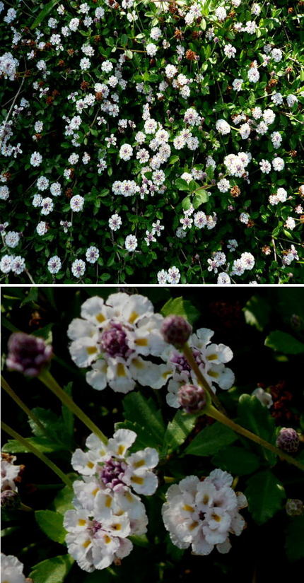 ヒメイワダレソウの花