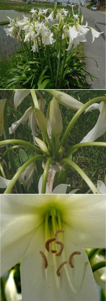 インドハマユウの花
