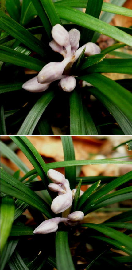 蛇のひげの花