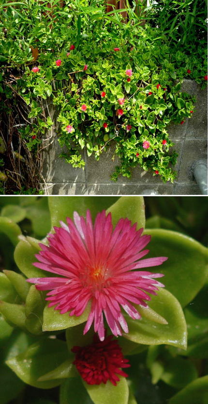 ハナツルソウ(花蔓草)の花