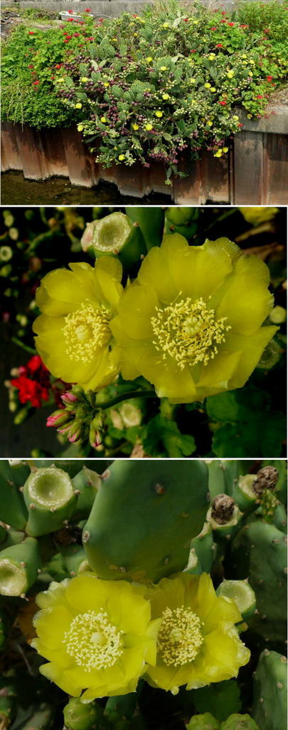 ウチワ(団扇)サボテンの花