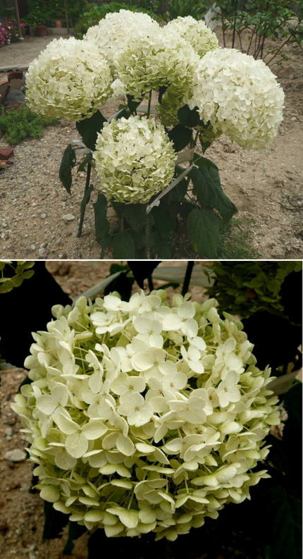 紫陽花アナベルの花