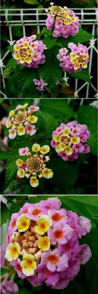 ランタナの綺麗な花
