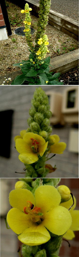 ビロードモウズイカの花