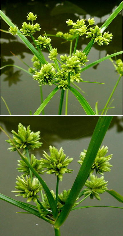 不明の花「アオガヤツリ（青蚊帳...