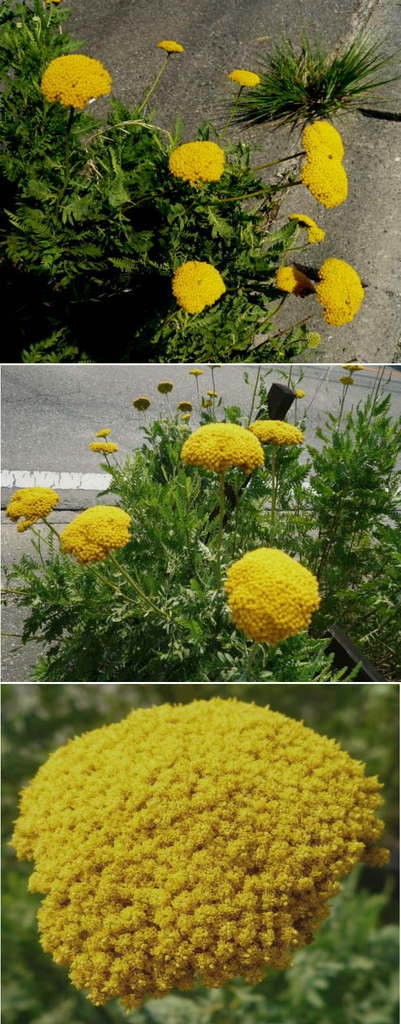 ノコギリソウの黄色い花