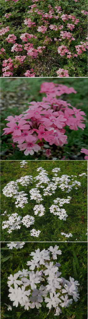バーベナの花二色（モリコロパー...