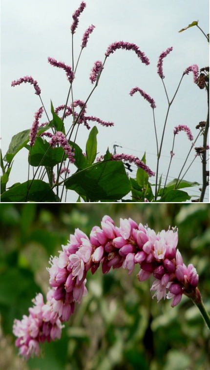 オオタデの花
