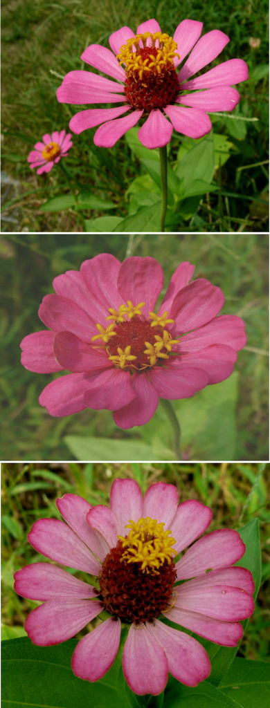 ヒャクニチソウの花