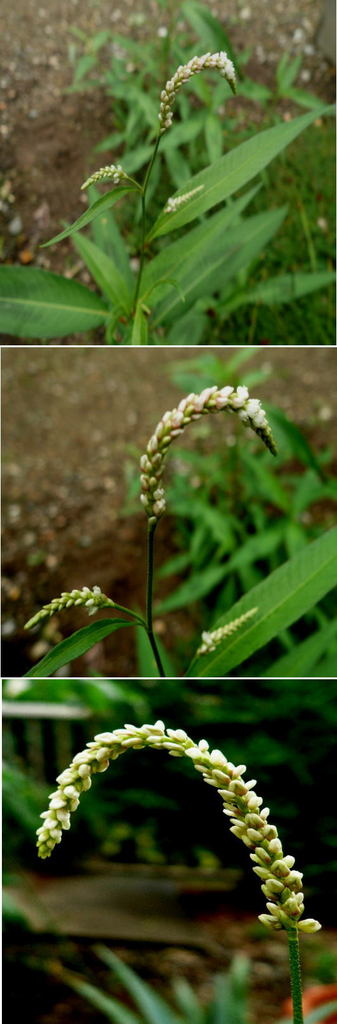 不明の花「シロバナサクラタデ（...