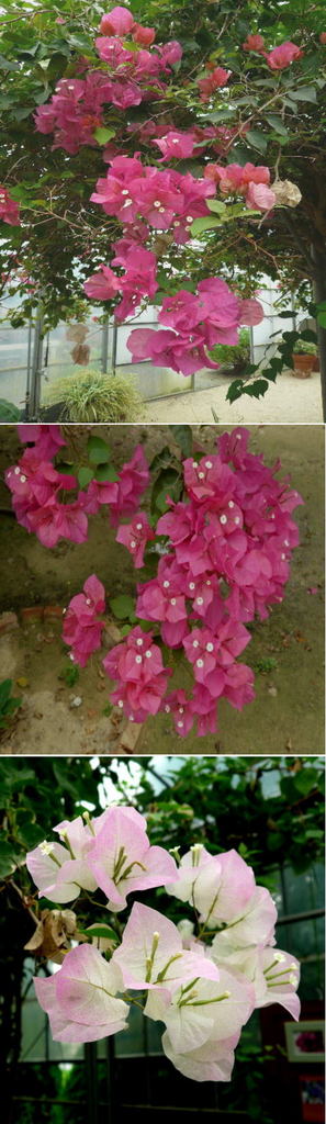 ブーゲンビリアの花