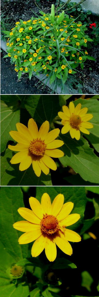 メランポジウムの黄色い小さな花
