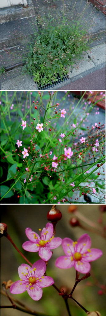 ハゼラン（爆蘭）の可愛い花