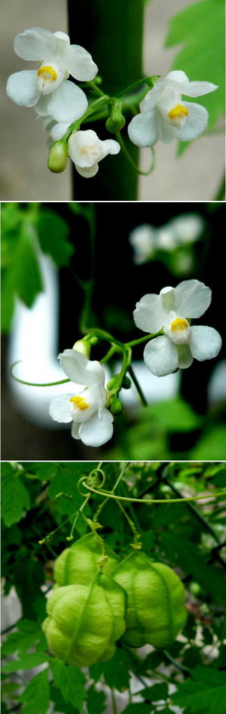 風船カズラの花と実