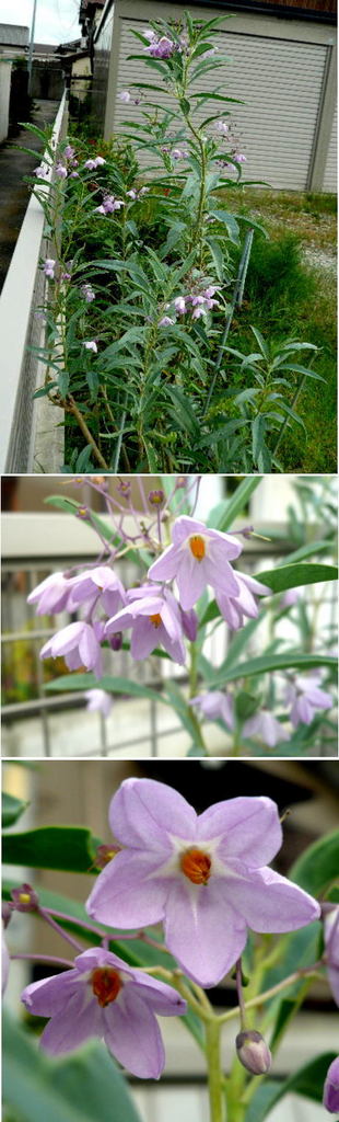 涼しそうなルリヤナギの花