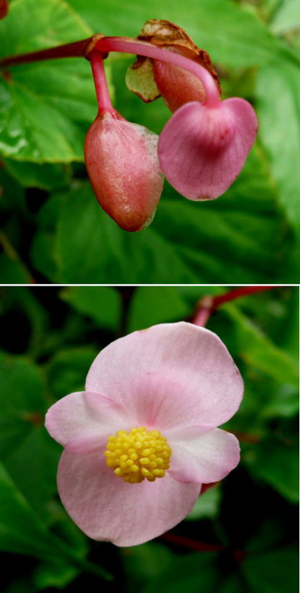 シュカイドウの開花