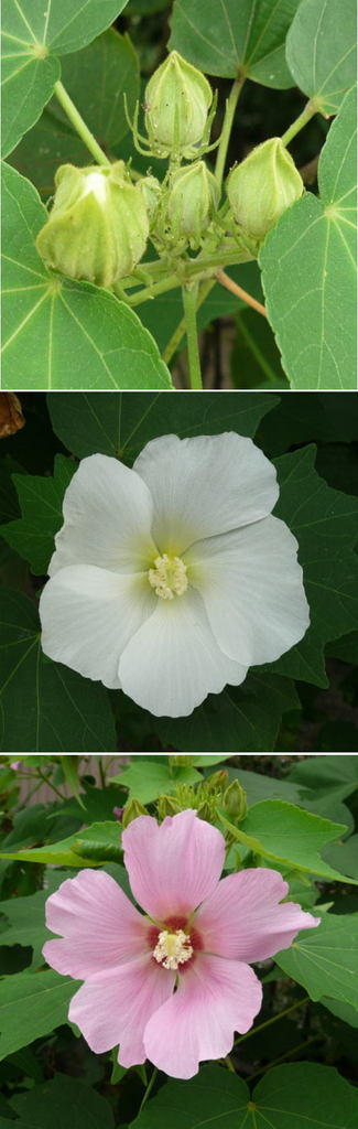 芙蓉 （ふよう）の花