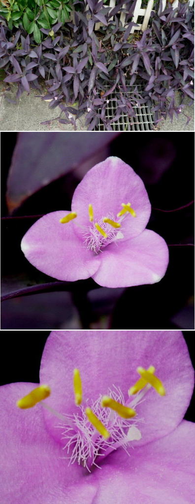 ムラサキゴテン(紫御殿)の花