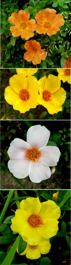 暑さに強いマツバボタンの花