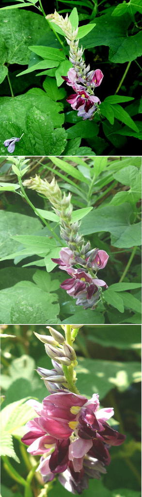 クズ（葛）の花