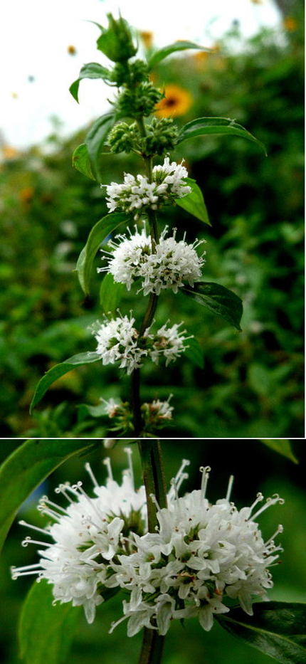 不明の花紹介します