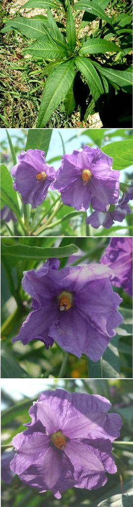 不明の花「ソラナム・ラントネッ...