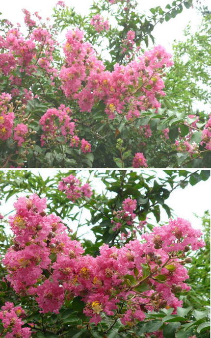 サルスベリ（百日紅）の花