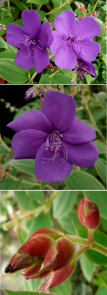 紫紺色ノボタン（野牡丹）の花