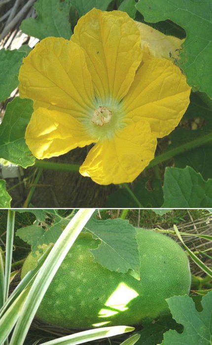 家庭菜園（トウガンの花と実）