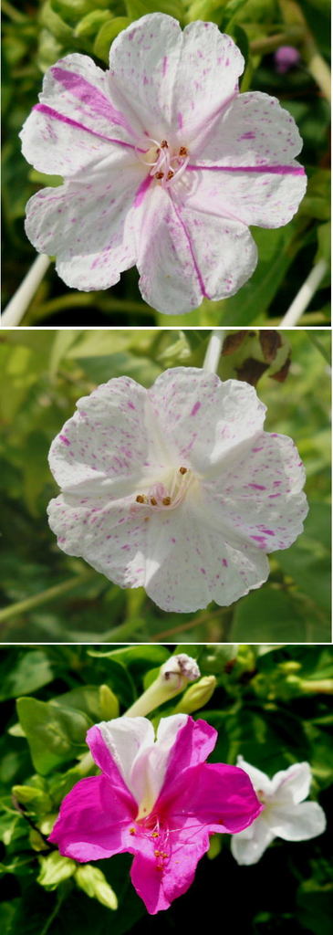 変わったオシロイバナ（白粉花）