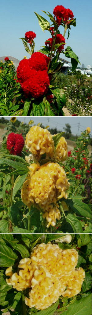 ケイトウ（鶏頭）赤・黄色の花