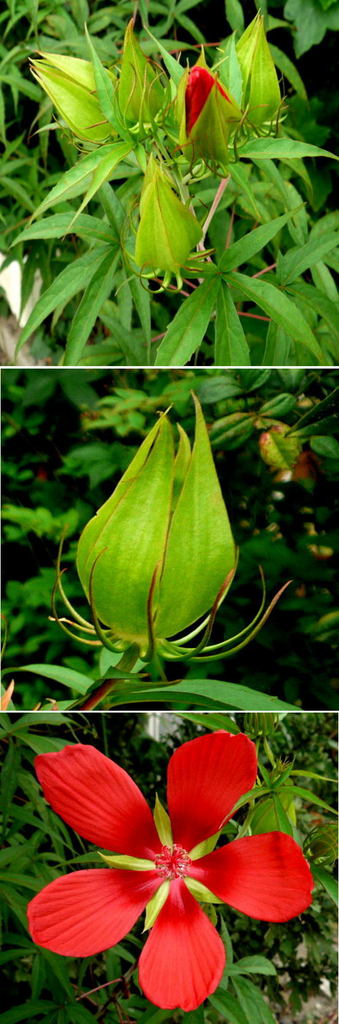 モミジアオイの花